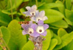 2013-08-18_Regina-F-Rau_Schachen_Blumen  (061).JPG